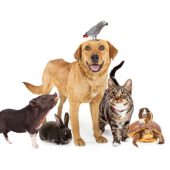 Group of common domestic animals together on white